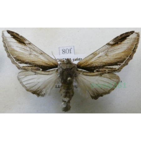 Pheosia gnoma (Fabricius, 1776) Garbatka brzozówka Czech80f